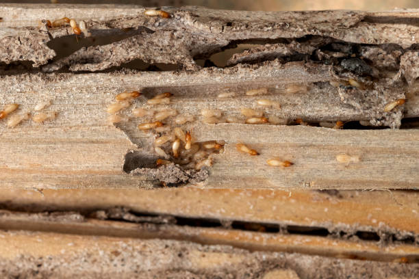 Wasp Removal Services in Quartzsite, AZ